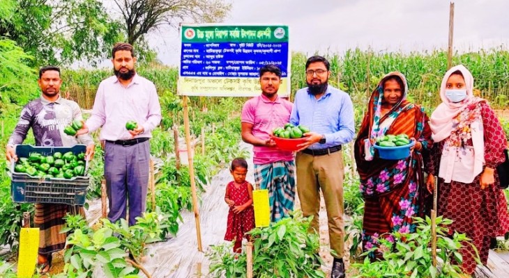 ক্যাপসিকাম চাষে সফলতা অর্জন করেছেন আব্দুর রউফ